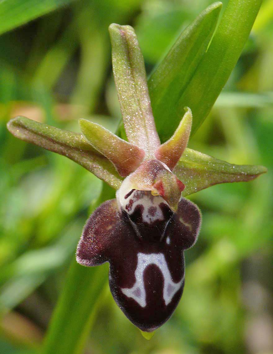 Hypocrisy / Penetralia ヒポクリシー Ophrys cretica